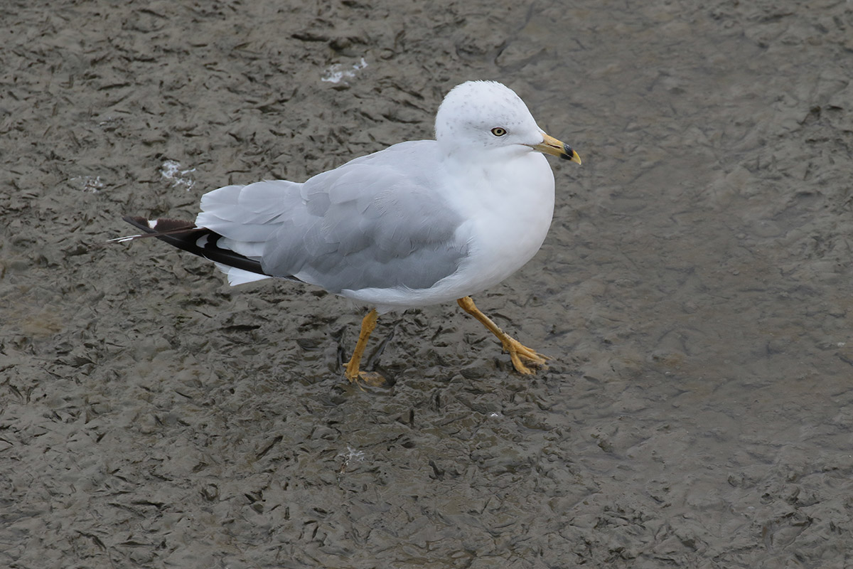 Ring-billed Gull - Ringsnavelmeeuw